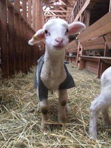 terroir île du Prince-Édouard