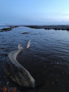 Caviar Acadian Sturgeon