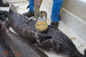 caviar Acadian Sturgeon
