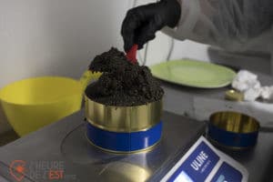 Photo Acadian Sturgeon