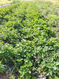 créer un terroir