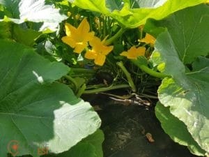 Créer un terroir
