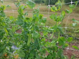 Créer un terroir