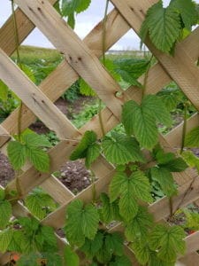 Brasserie artisanale