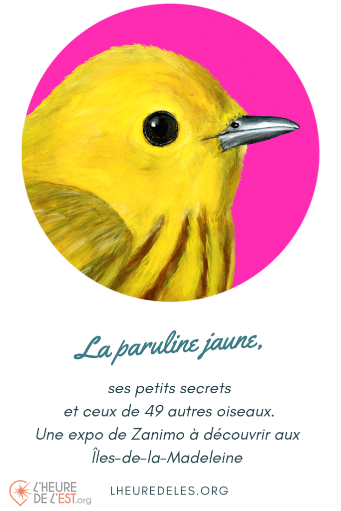 image pinterest expo oiseaux