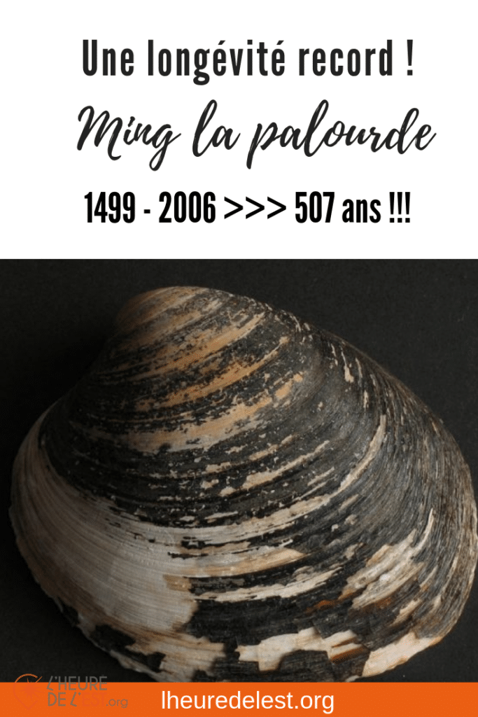 image pinterest pour la palourde noire