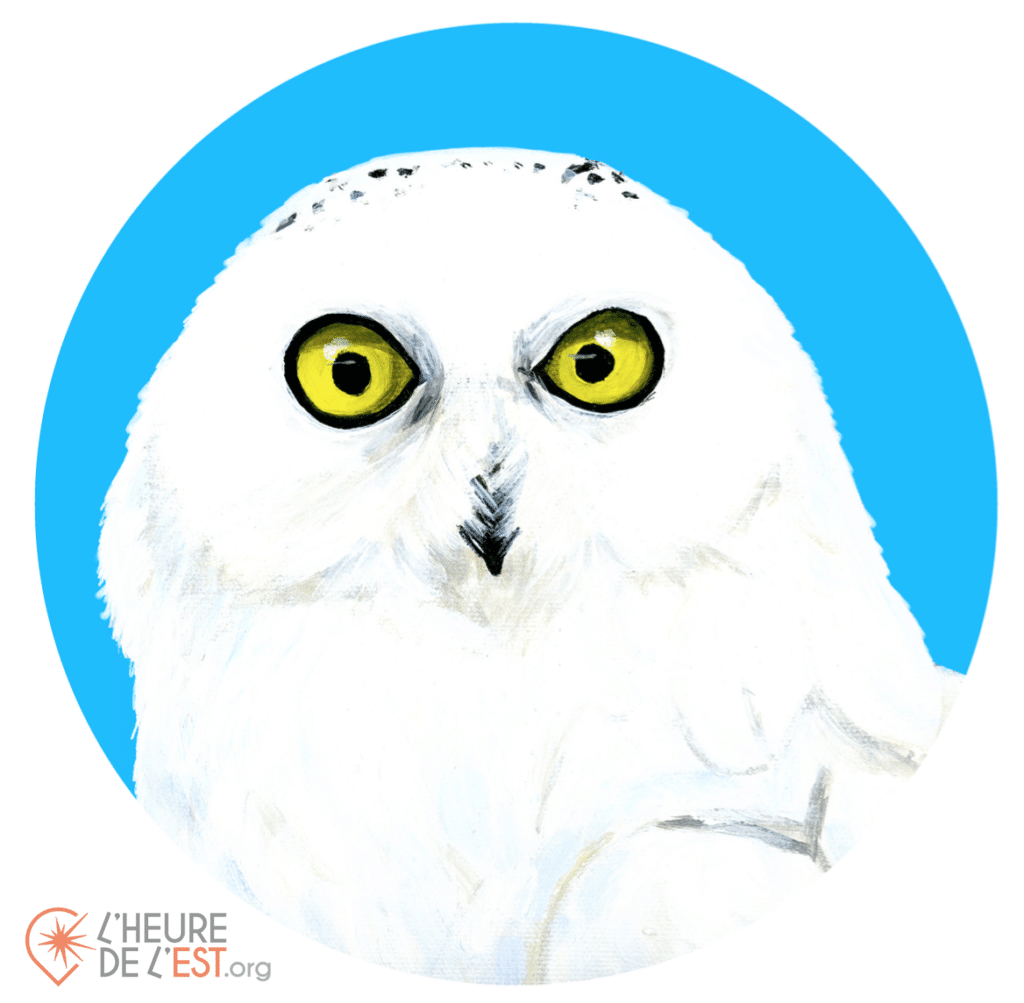 oiseaux des îles de la madeleine le harfang des neiges