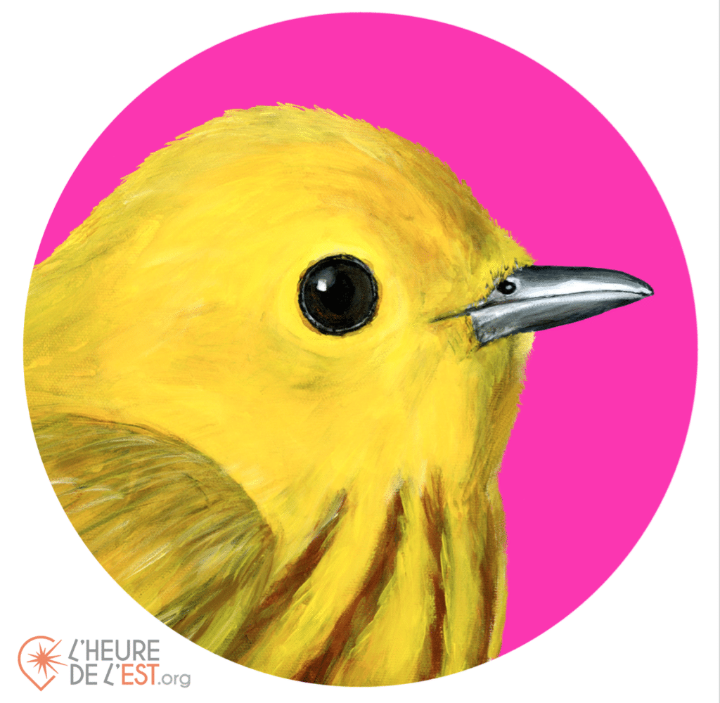 oiseaux des îles de la madeleine, la paruline jaune