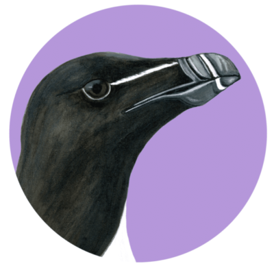 Art-nid-thologie : les oiseaux des Îles-de-la-Madeleine