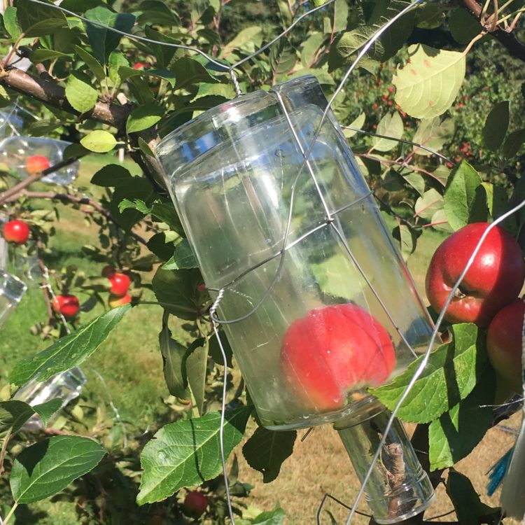 le verger des Îles de la Madeleine