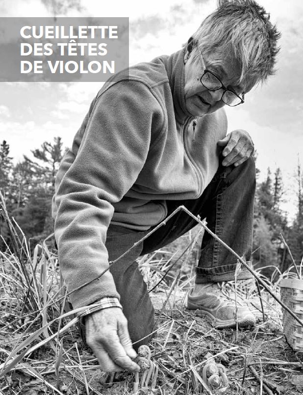 saveurs d'acadie têtes de violon cuisine acadienne