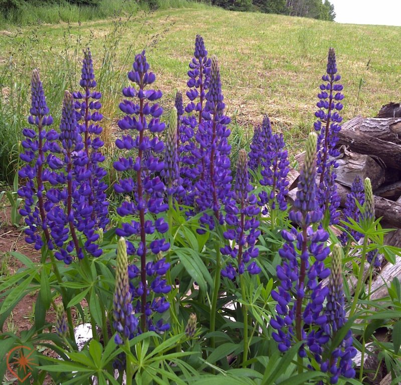 gins de la région atlantique