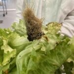 laitue ligne verte saint pierre et miquelon