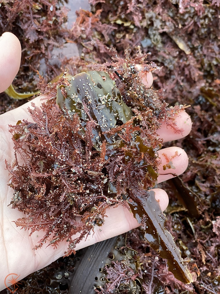 gros plan d'une poignée de goémon dans une main.