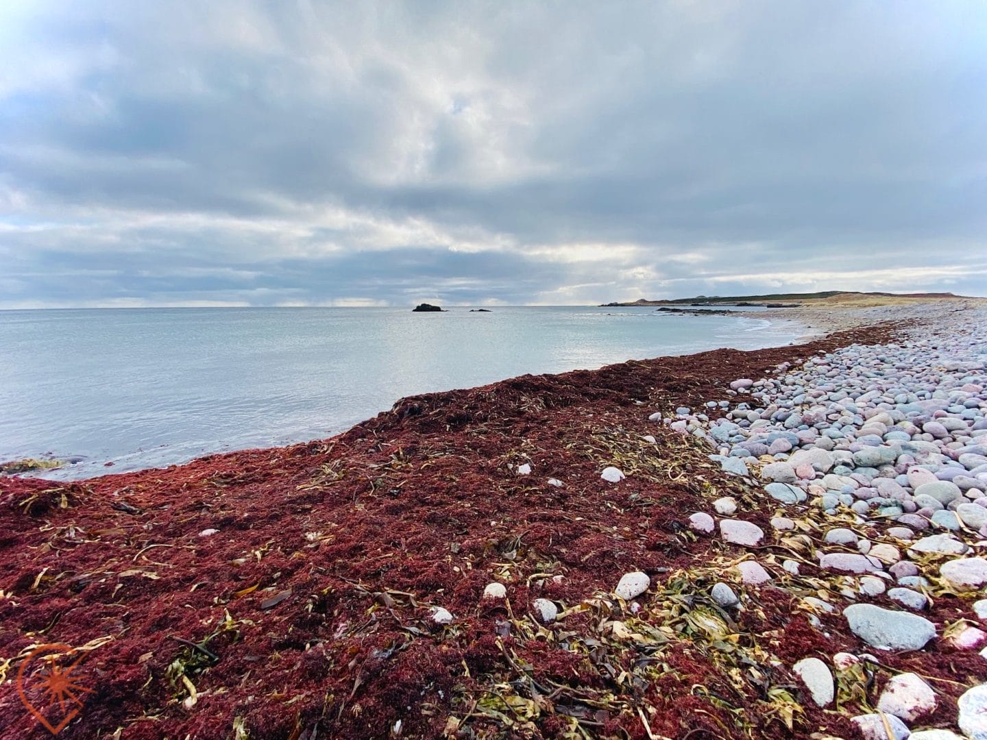récolte du goémon à Saint-Pierre et Miquelon