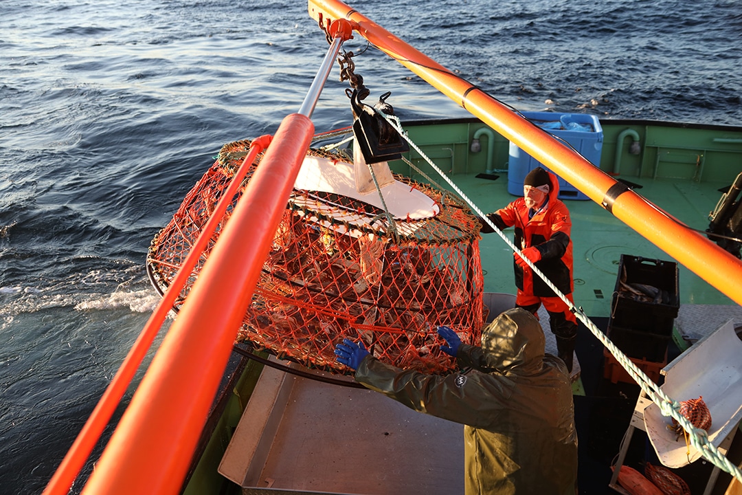 pêche au crabe des neiges casier plein pêche au crabe des neiges
