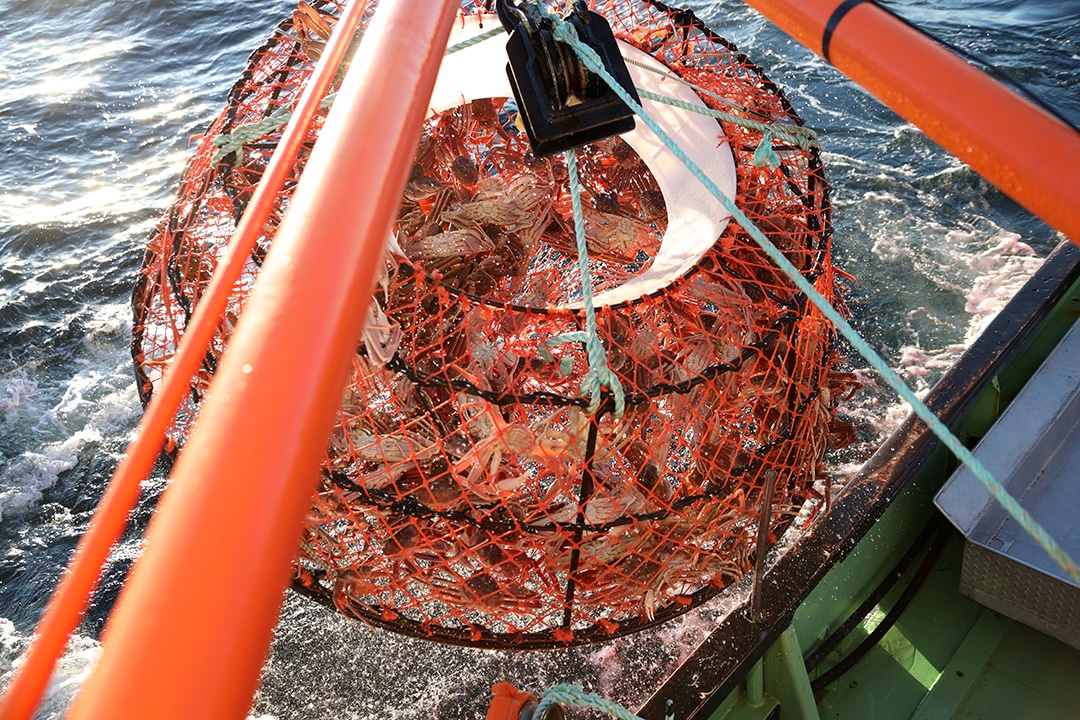 pêche au crabe des neiges casier sort de l eau pêche au crabe des neiges casier sort de l eau