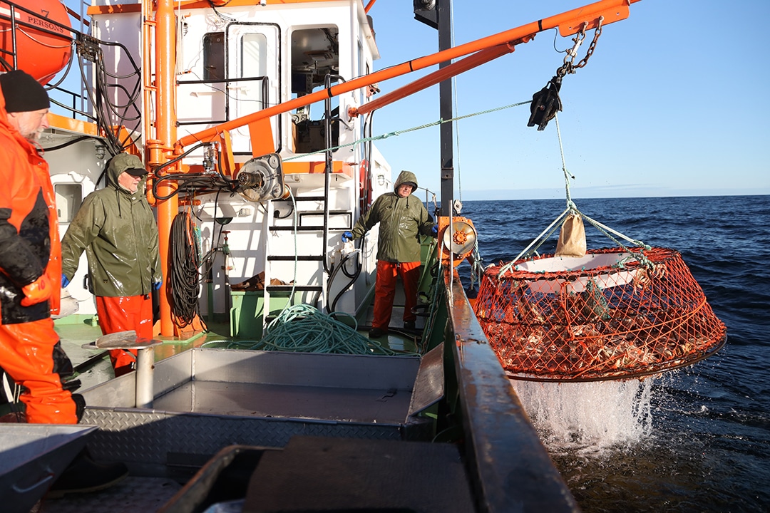 pêche au crabe des neiges casier sort de l eau pêche au crabe des neiges casier sort de l eau