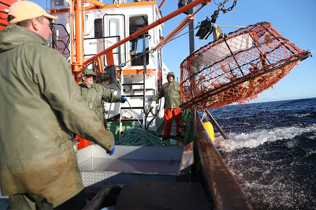 pêche au crabe des neiges casier sort de l eau pêche au crabe des neiges casier sort de l eau marin treuil navire de pêche