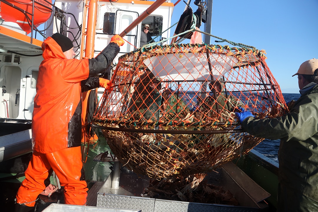 pêche au crabe des neiges casier sort de l eau pêche au crabe des neiges casier sort de l eau