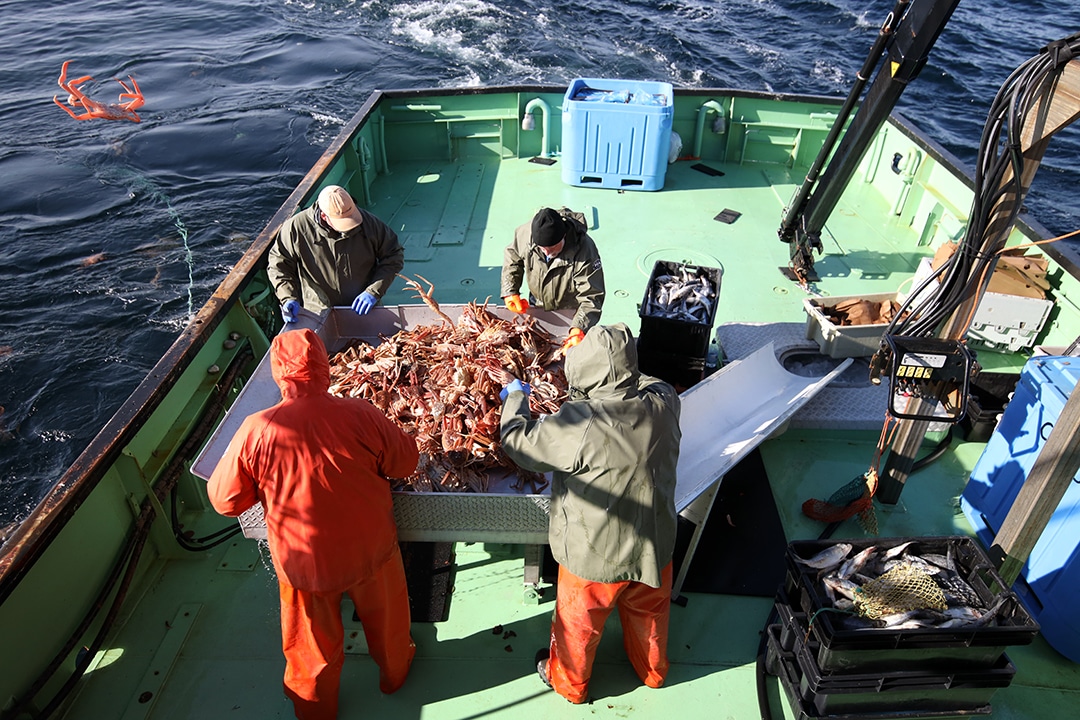 pêche au crabe des neiges - le tri des crabes pêche au crabe des neiges - le tri des crabes