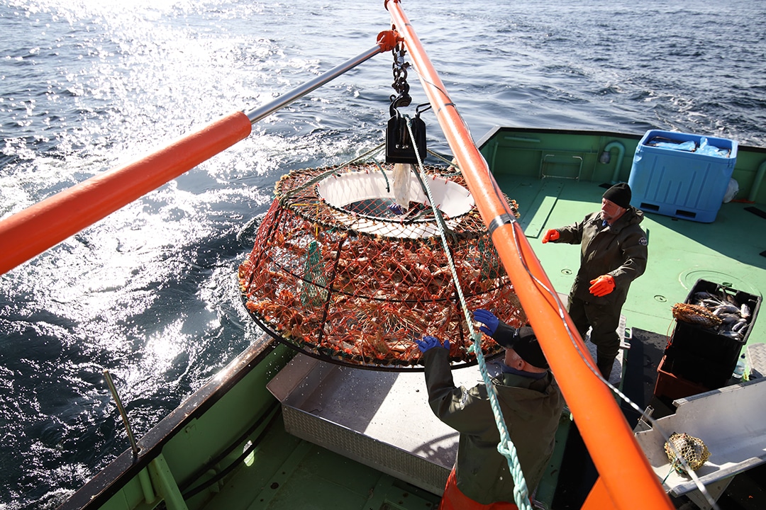 pêche au crabe des neiges - le tri des crabes pêche au crabe des neiges - le tri des crabes