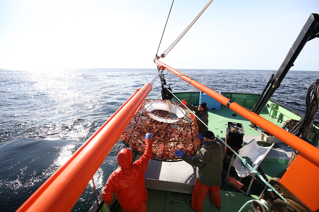 pêche au crabe des neiges - le tri des crabes pêche au crabe des neiges - le tri des crabes