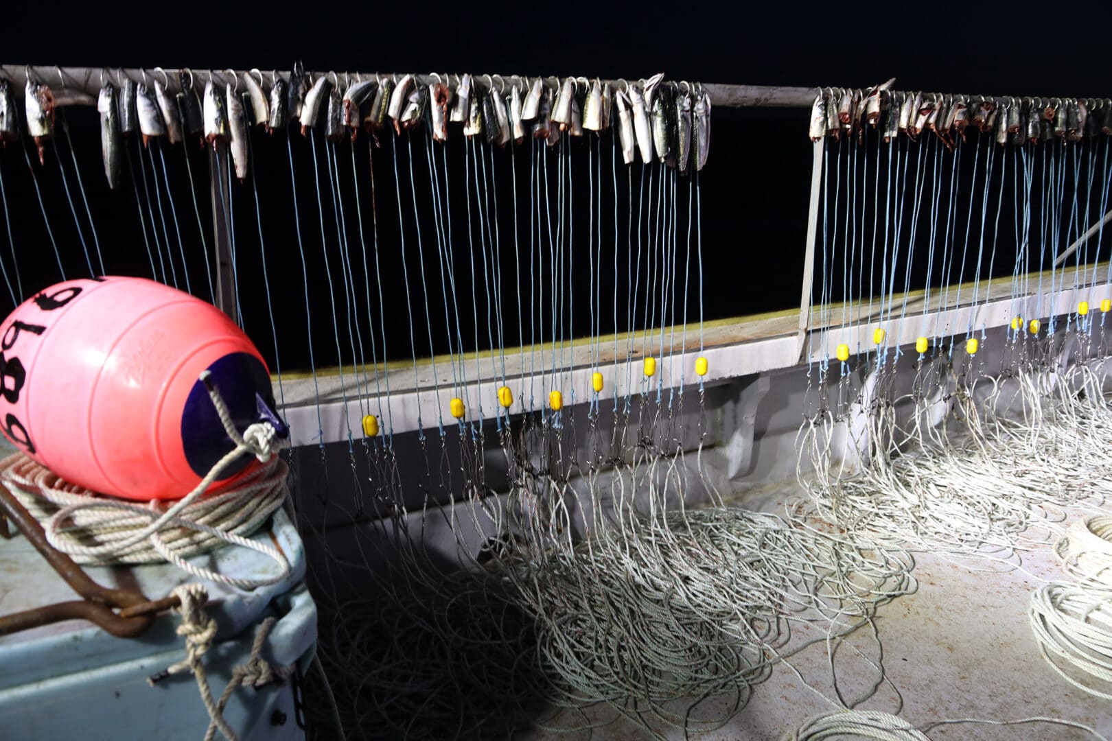 la pêche au flétan, les appâts