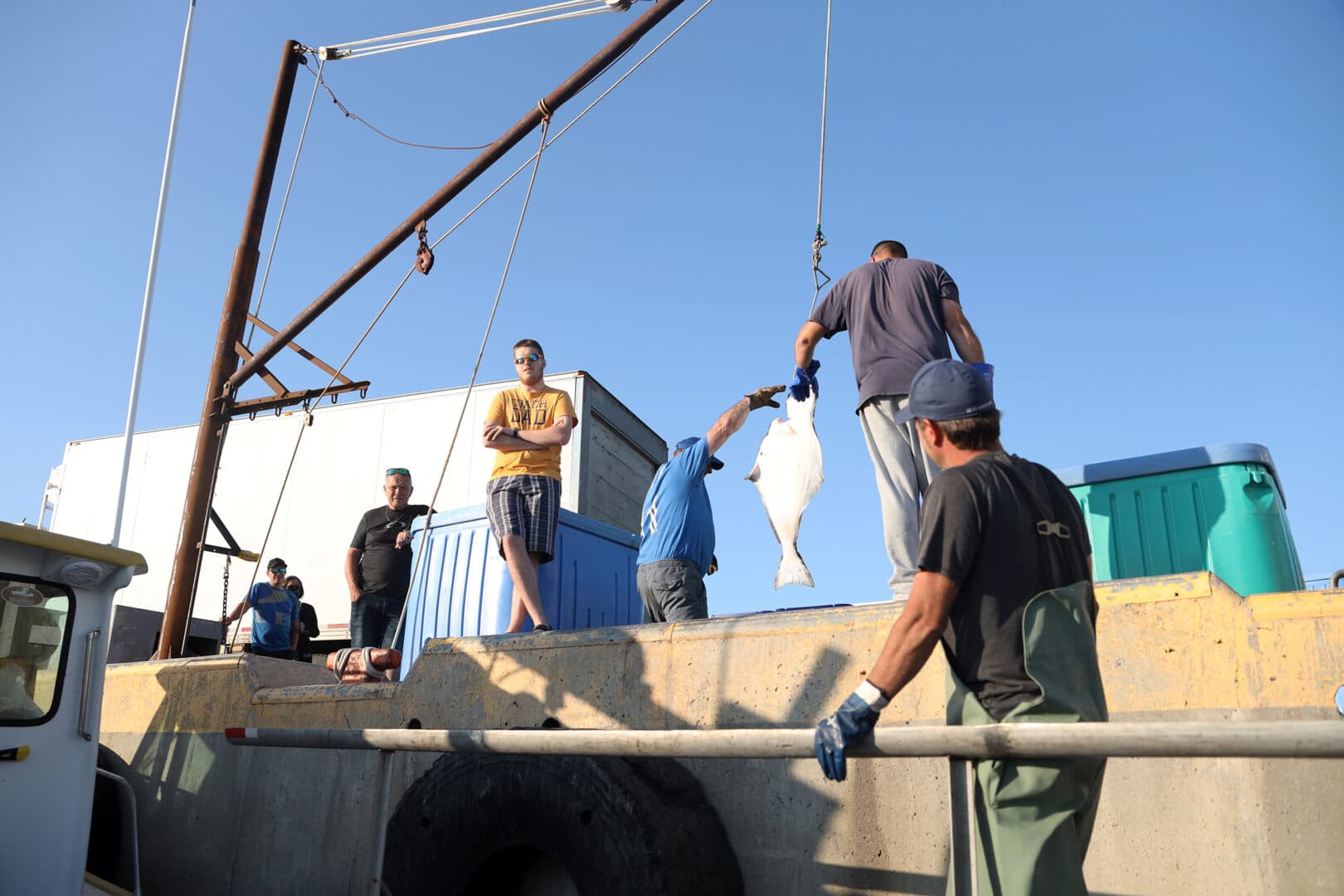 pêche au flétan. Le débarquement et la pesée des flétans