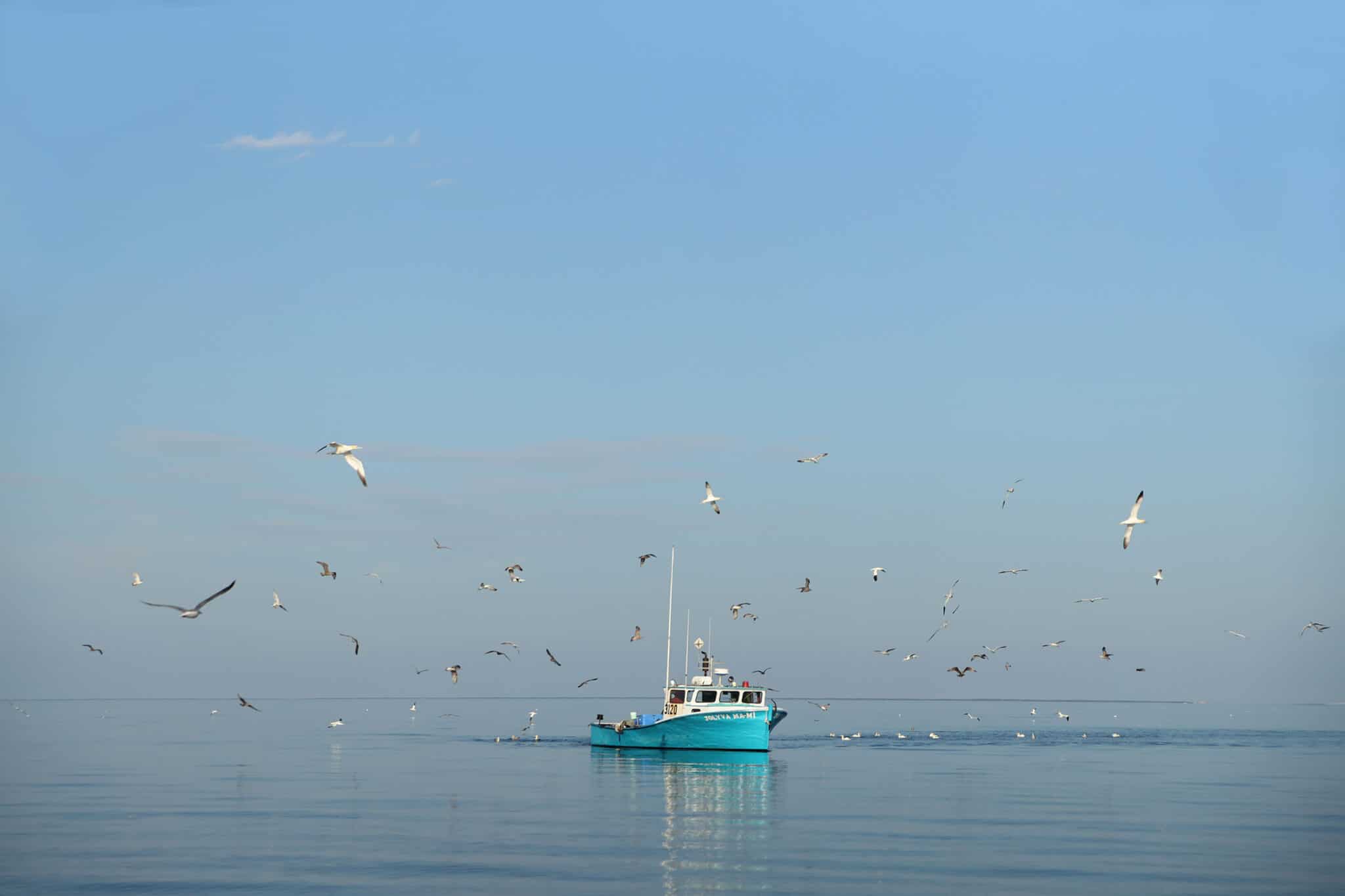 pêche au maquereau caraquet
