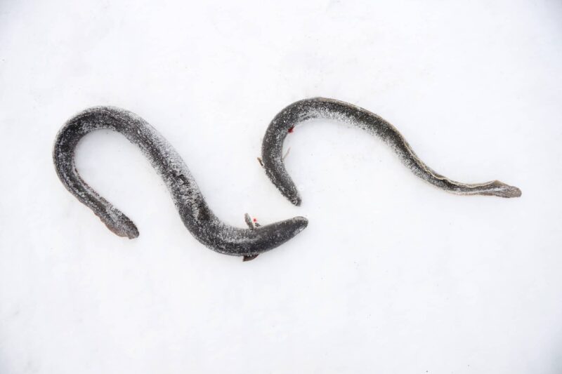 Pêche à l'anguille