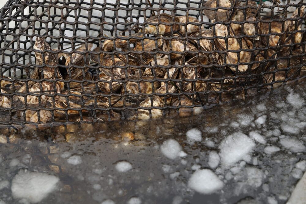 Des huîtres sous glace