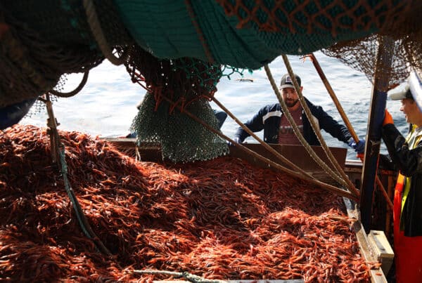 pêche aux crevettes
