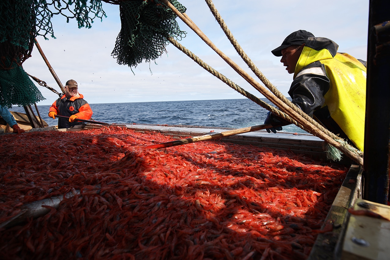 pêche aux crevettes