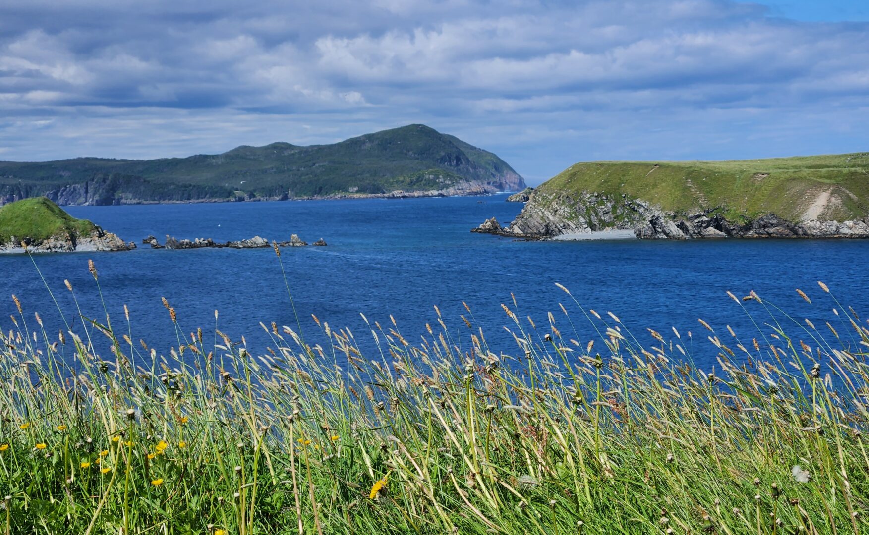 la vue de l'anse de ferryland à terre neuve