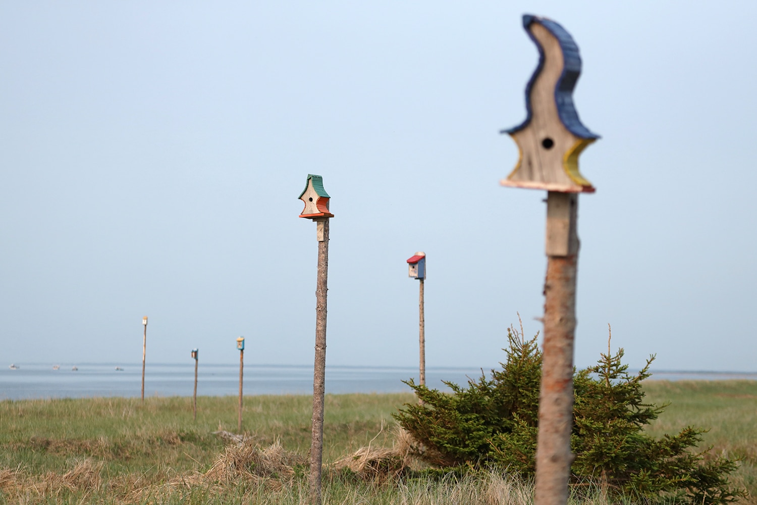 cabanes à hirondelles
