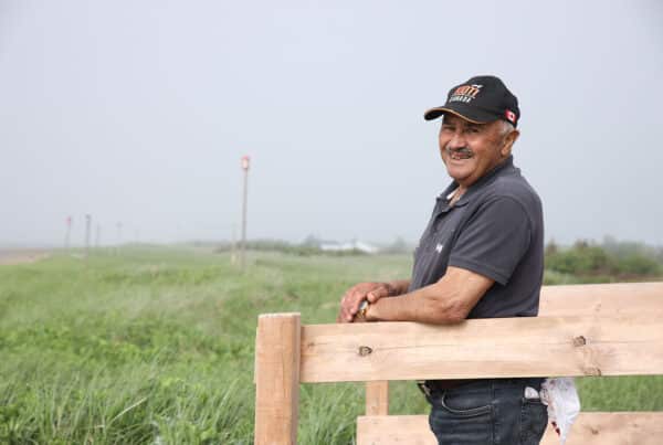 cabanes à hirondelles